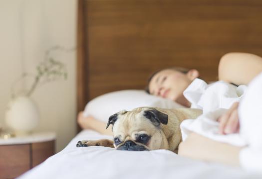 dog lying on blanket
