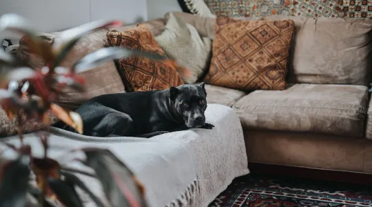 Removing Pet Hair from Upholstery