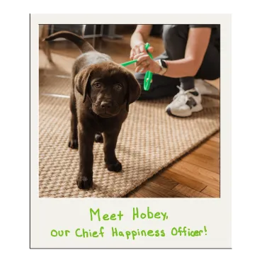 Chocolate lab puppy Hobey, the Merry Maids of Berks County Chief Happiness Officer, on a living room rug