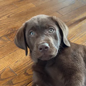 Hobey, Chief Happiness Officer at Merry Maids of York